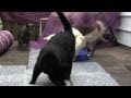 Cats. vs. bubblewrap
