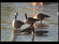 THE MIGRATION OF THE CANADA GOOSE