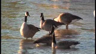 THE MIGRATION OF THE CANADA GOOSE