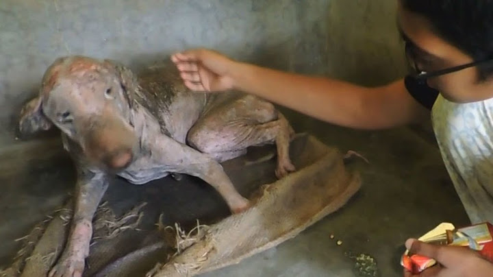 Incredible transformation: Animal rights activists not only save this dog, they bring him back to...