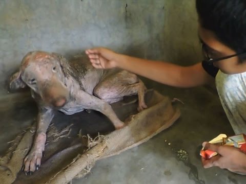 Video: Frau rettet vernachlässigten kranken Welpen von zu Hause aus und transformiert sein Leben radikal