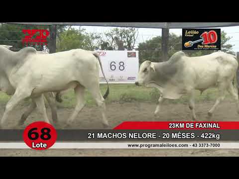 Lote 68