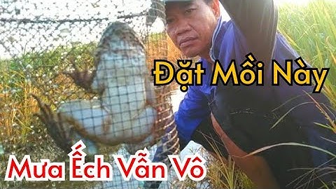 Đặt Lợp Ếch Mồi Cá Rô Sống Sau Trận Mưa Lớn Cái Kết Không Tệ //Út Miền Tây