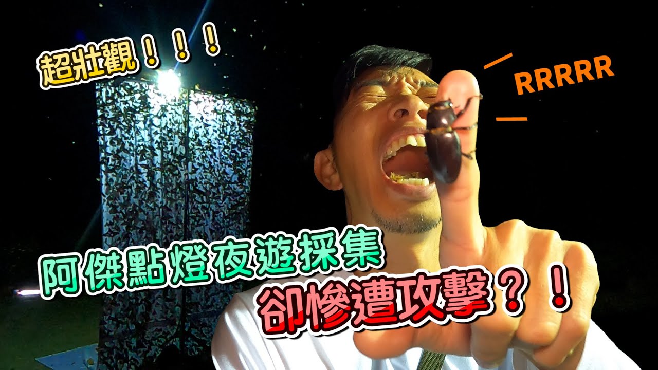 熱血阿傑超狂生態課！上山點燈了啦！大王花金龜達人小豪Ｘ阿傑 台灣深山 兩點赤 長臂金龜 大圓翅 light lure