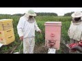 Как правильно качать мед? Какие рамки выбрать для скачки меда?