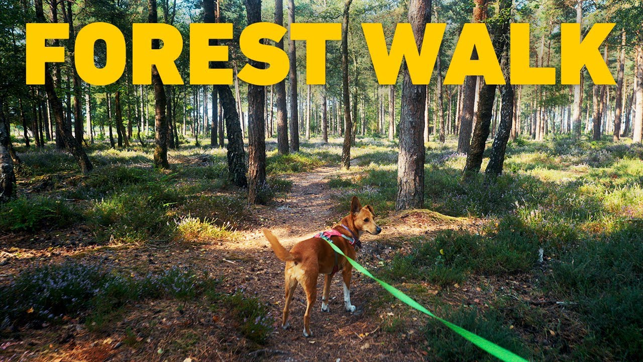 🎹 Видео для собак 🐾 Прогулка с собаками по лесу и вересковым зарослям в Солнечном лесу 🌲 4K HDR