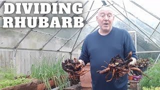 Download Lagu Dividing Rhubarb [Gardening Allotment UK] [Grow Vegetables At Home ] MP3