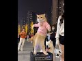 The cat is dancing in the square again, look at you being all smug