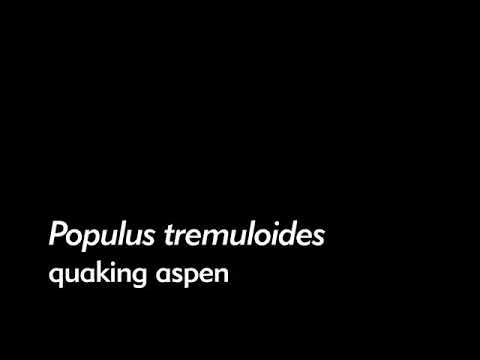 Populus tremuloides (quaking aspen), Salicaceae