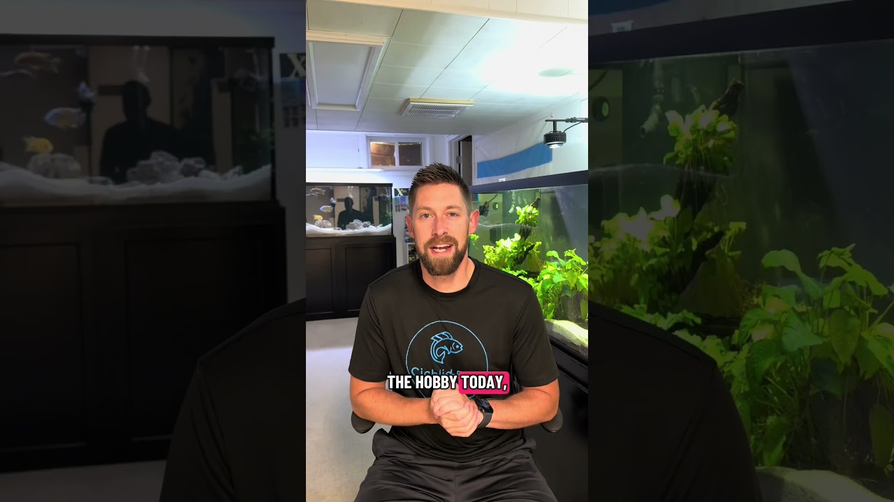 Top 5 Schooling Fish for Your Aquarium