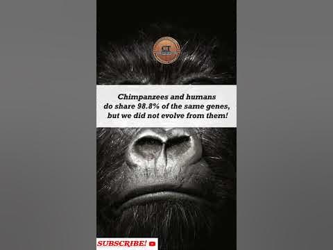 Did We Evolve From Chimpanzees? | Creative-Tech Tube #Shorts - YouTube