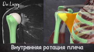 Внутренняя ротация плеча. Анатомия, упражнения