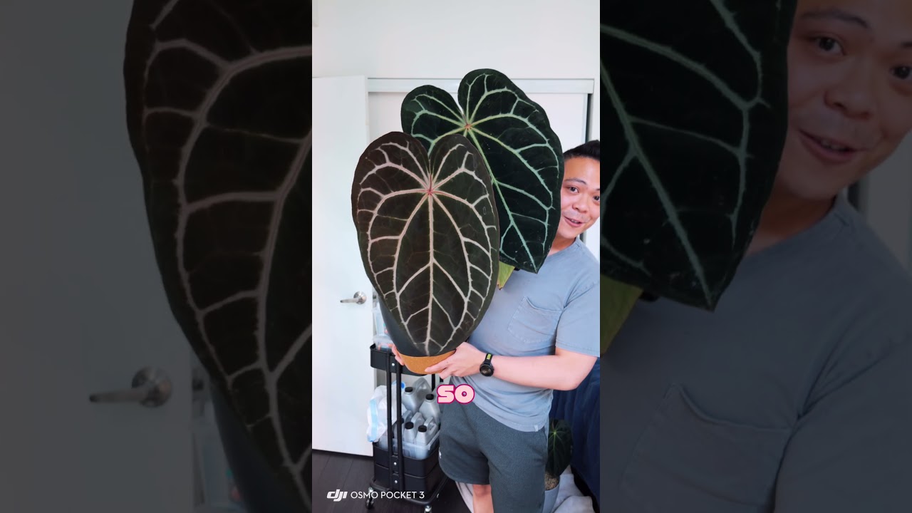 This plant is so beautiful 🤩 anthurium Zara 'f2' x Michelle 'f3