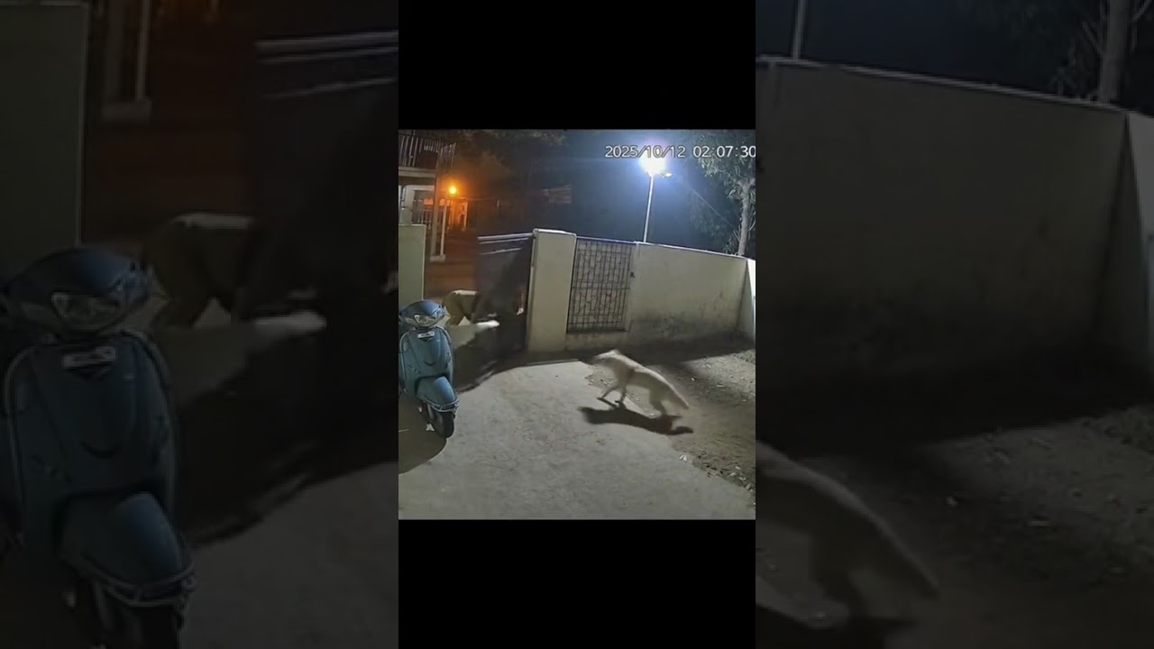 Dog Fight back Lion Attack 🐱🦁 (CCTV Footage,)