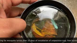 Oviposition Trap Field Investigation