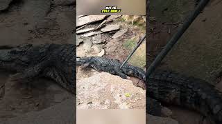 Saved Crocodile From Hole