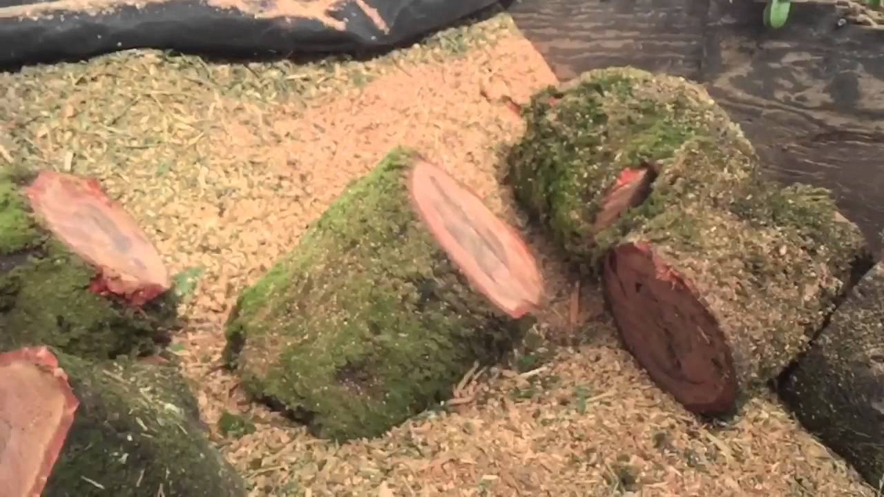 How To Avoid Rigging Heavy Oak YouTube