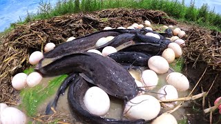 Best hand fishing - fish and a lot of eggs in rice field smart man catch a lot of by skills hand