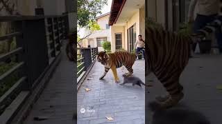Tiger Breaks Into Home! Tiny Kitten Fights Back and Drives It Away 🔥🐱🐯