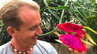 Dragon Fruit Growing in Arizona