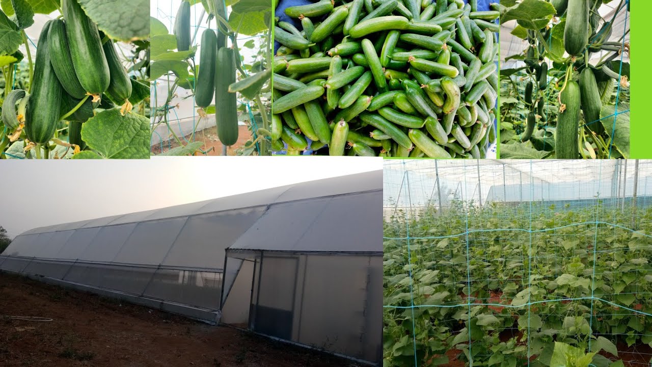 cucumber farming in polyhouse (பாலிஹவுஸ் வெள்ளரி விவசாயம்) YouTube