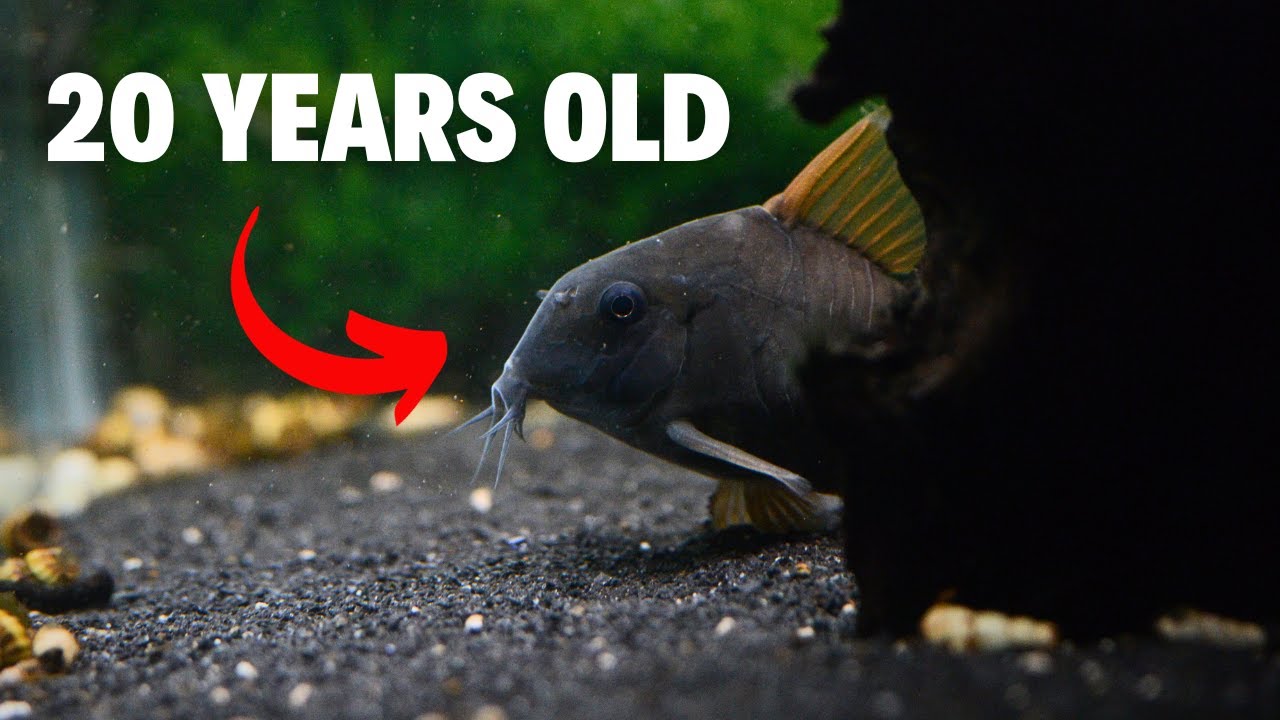 Экскурсия по рыбоводческому цеху Master Corydora