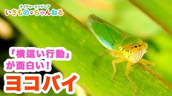 ヨコバイ Youtube