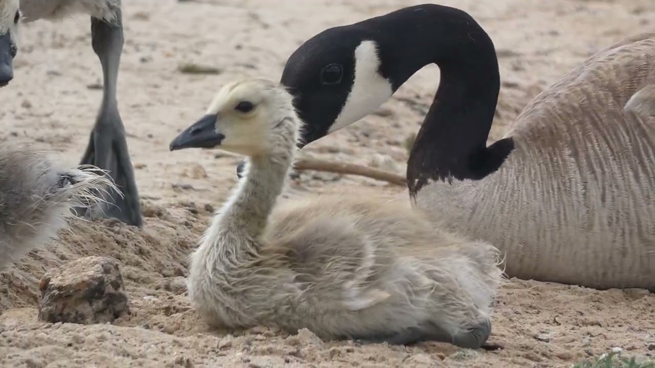 Canada Geese Adults and Goslings Foraging
