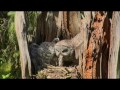 Great Gray Owl Nest Interesting delivery from possibly another female 10:28am MDT 5-23-2017