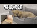 犬が吐血のような嘔吐をしパパが泣きました【病院搬送】