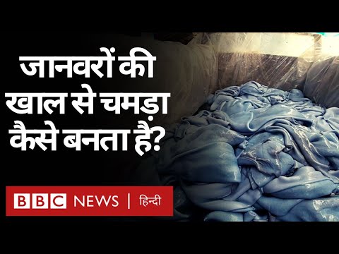 वीडियो: गाय का चमड़ा किसके लिए प्रयोग किया जाता है?