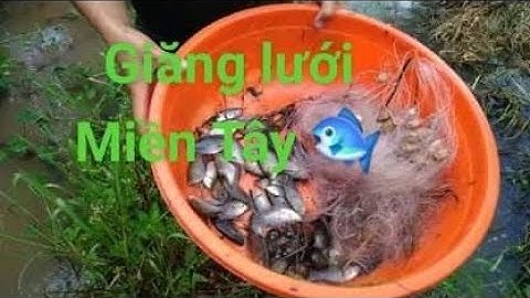 Giăng lưới bắt cá lúc trời mưa.