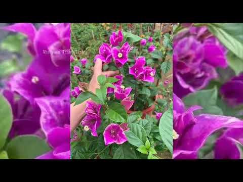 Hoa Giấy Màu Tím - Các loại hoa giấy màu tím