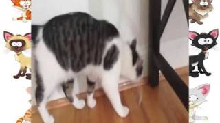 Кот и скотч xvid Кошки приколы водевильный котэ Кот и скотч xvid Кошки приколы водевильный котэ