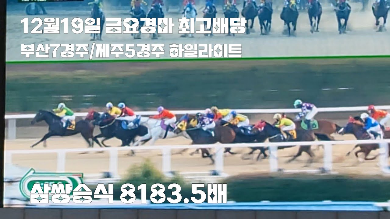 12/19금요경마 최고배당 부산7경주/제주5경주(삼쌍승식8183.5배)