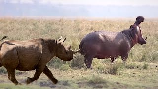 Who Would Win Hippo or Rhino In A Battle ?