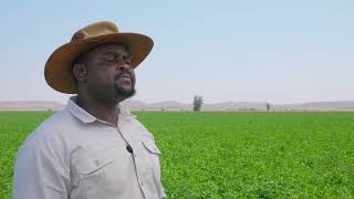 Lucerne Farming in Botswana: A Guide to Successful Cultivation and Harvest