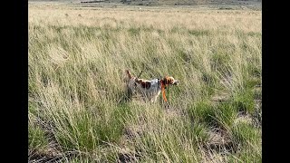 Birddog Offseason; Steady To Wing Training Day 4 by Upland Wild 347 views 13 days ago 10 minutes, 21 seconds