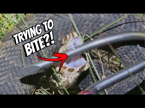 America's MOST AGGRESSIVE Snake!?!?
