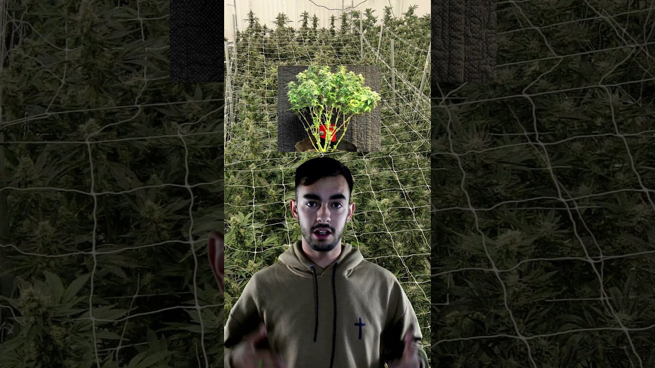 Tipos de podas en plantas de marihuana 