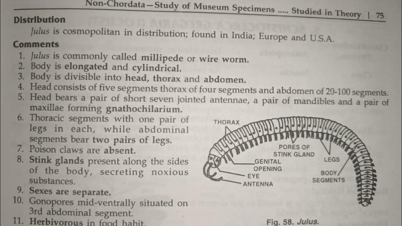 Scientific Classification Of A Flamingo