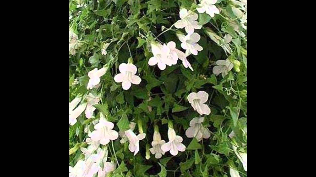 АЗАРИНА или МАУРАНДИЯ (ASARINA = MAURANDIA) сем. Норичковые