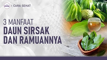 3 Ramuan Daun Sirsak, Atasi Hipertensi, Kolesterol dan Diabetes | Hidup Sehat tvOne