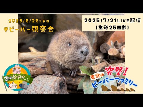 チビーバー観察会【突撃！東武のビーバーファミリー🦫～生後25日齢