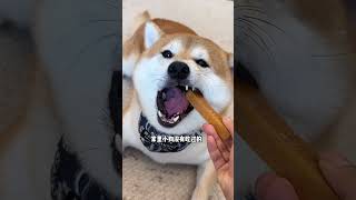 这个好香啊！吃腻了普通磨牙棒的小狗都去试试这个狗狗零食推荐宠物零食推荐狗狗磨牙棒磨牙零食