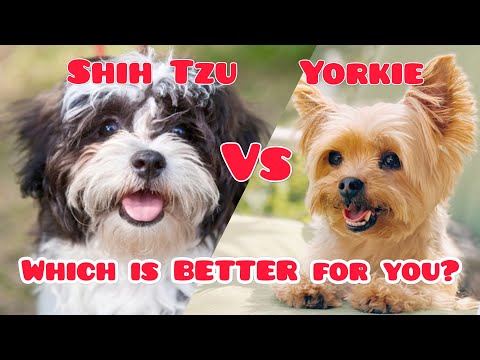Shih Tzu vs Yorkie (Which is Better for You?)