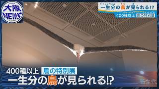 See a lifetime's worth of birds?!] Japan's first public display of