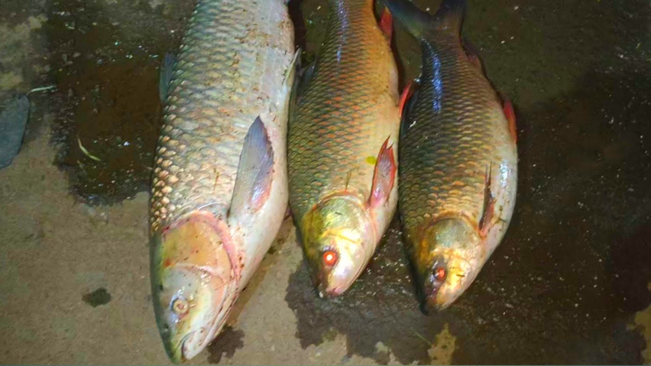 FULL NIGHT FISHING - 2 Big Grass Carp Fish Catching -  Rohu Fish Hunting - Handline Fishing