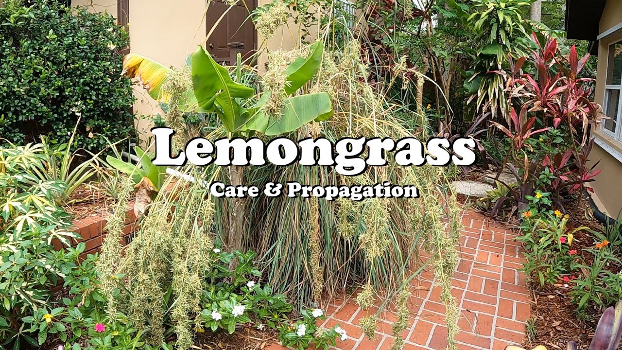 How to grow Lemongrass | Propagation & Pruning