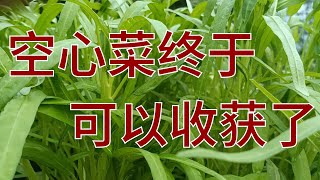 采摘空心菜，感受大自然的味道